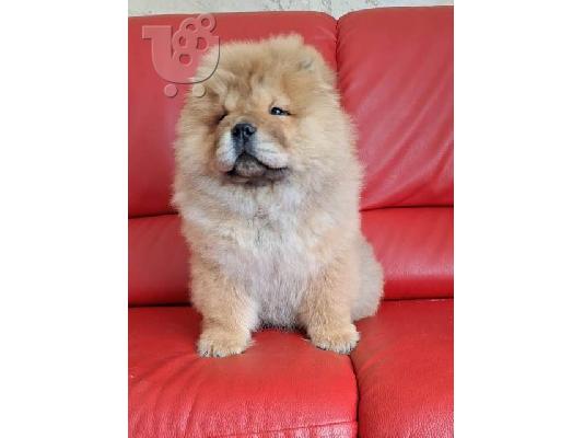 Κουτάβια Chow Chow